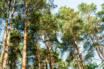 View of the pines from the bottom to the top. In the summer day
