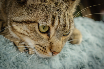 cat lying on blanket