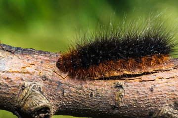Brown caterpillar creeping along a branch