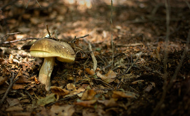 Fungus (Mushroom) boletus edulis, aereus, aestivalis, pinophilus, newly found and caught in the woods.