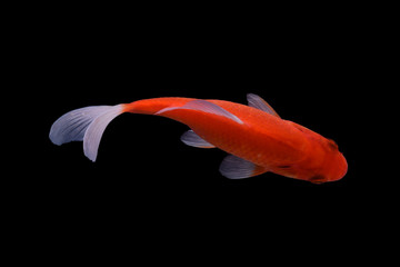 Koi fish is domesticated version of common carp. This fish is most famous by its beautiful colors...