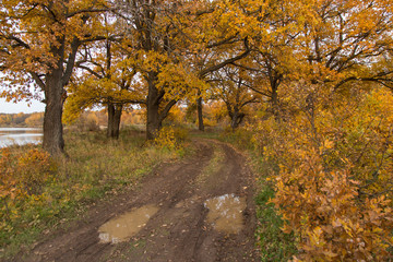Autumn landscape with fall yellow golden oak trees and road