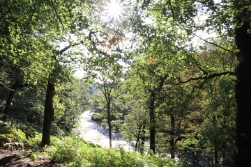 Fototapeta premium Sunlight through trees 