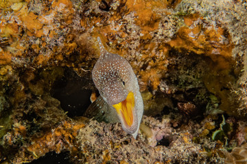 Moray eel Mooray lycodontis undulatus in the Red Sea, eilat israel