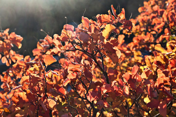 Autumn bush with red leaves against the background of sunlight in the backlight