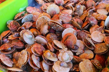 coquillages vus sur un étal au marché au poisson 