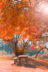 Fototapeta na wymiar A wooden bench and a table in a park under a tree with red autumn foliage on a hill