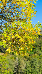 A tree branch with autumn yellow-green foliage against a hillside with a forest
