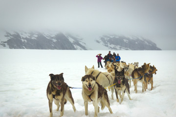 Dog Sledding on a Glacier