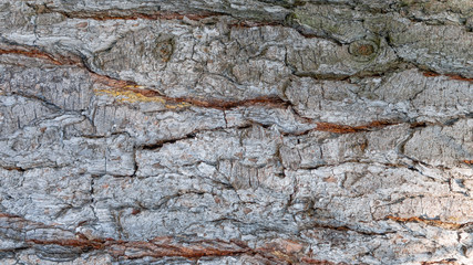 The texture of a large forest tree with cracks and delaminations