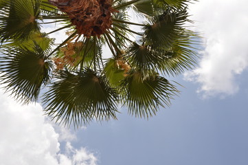 Palmeira vista de baixo - 294491163