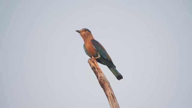 slow motion clip of an indian roller bird perched in a tree at tadoba ahdhari tiger reserve in india- originally recorded at 180p
