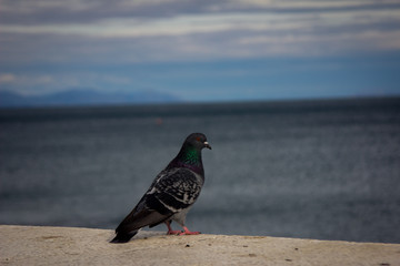 Pigeon closeup on sea background