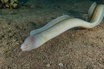 Moray eel Mooray lycodontis undulatus in the Red Sea, eilat israel