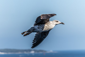 seagull in flight