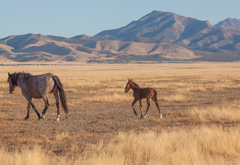 americana, animal, autumn ,desert ,equine ,foal ,heritage ,horse, wild horses, mammal ,mare ,mustang horse, nature ,outdoors,, Utah, wild ,wildlife
