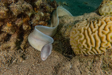 Moray eel Mooray lycodontis undulatus in the Red Sea, eilat israel