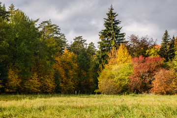 Trees in autumn colors at the edge of the forest. Autumn landscape