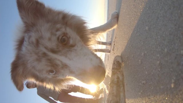Dog Grabs Stick Brom Beach Sand