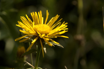 Inula sp.; yellow member of the Asteraceae flowering  in Tuscan meadow