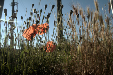 Papaver rhoeas; field poppy in Tuscany