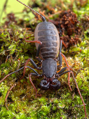 Dorsal view of a juvenile Malaysian vinagaroon, Thelyphonus species. Vinegaroons, also called whip...