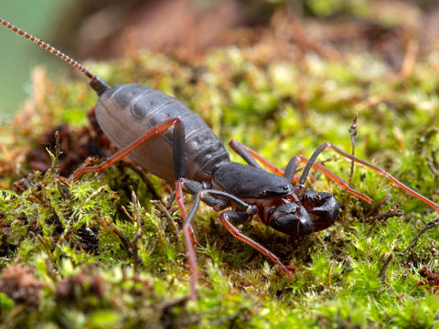 Side view of a juvenile Malaysian vinagaroon, Thelyphonus species. Vinegaroons, also called whip scorpions, can defend themselves by producing an offensive liquid that smells like vinegar