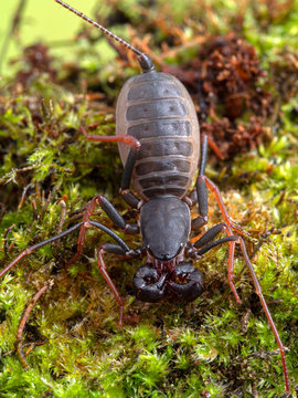 Dorsal view of a juvenile Malaysian vinagaroon, Thelyphonus species. Vinegaroons, also called whip scorpions, can defend themselves by producing an offensive liquid that smells like vinegar