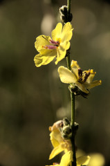 Verbascum nigrum; black mullein in Tuscan meadow