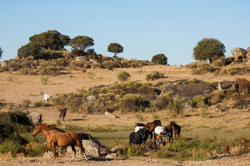 Spanish horses grazing in the pasture by the lake in Los Barruecos, Cáceres