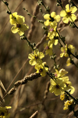 Verbascum nigrum; black mullein in Tuscan meadow