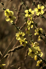 Verbascum nigrum; black mullein in Tuscan meadow