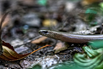  slow-worm