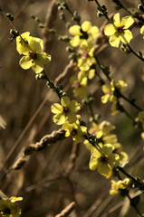 Verbascum nigrum; black mullein in Tuscan meadow