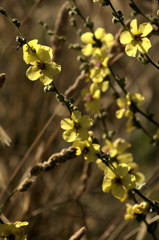 Verbascum nigrum; black mullein in Tuscan meadow