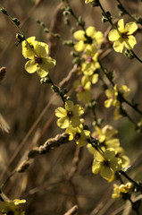 Verbascum nigrum; black mullein in Tuscan meadow