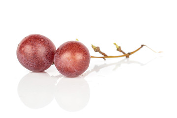 Group of two whole fresh purple grape rose isolated on white background