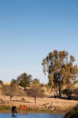 Spanish horses grazing in the pasture by the lake in Los Barruecos, Caceres