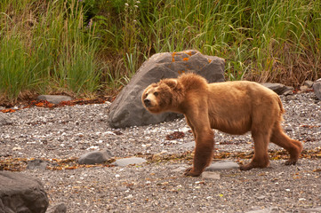 Alaskan Brown Bear patrolling bear on Kodiak, Alaska