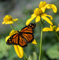 Monarch