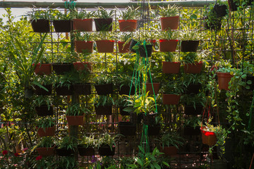 Hanging Nursery Pot Plant Growing on my house rooftop garden.