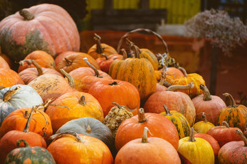 Autumn background with variety pumpkins at farmers market.