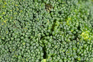 One whole fresh green broccoli macro isolated