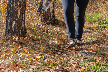 Legs of a girl walking in the autumn forest along old foliage next to birches. The girl in the pants. Sunny.