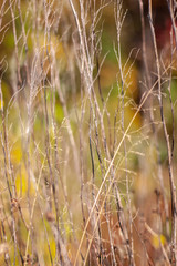 Background from branches of dry cane with a blurred autumn background. Selective focus on the dry grass. Vertical.