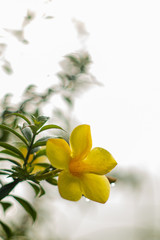 Beautiful flower background,flower in the morning