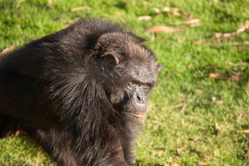 Chimpanzee (Pan troglodytes) in South Africa