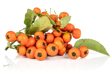 Lot of whole wild orange rowanberry heap isolated on white background