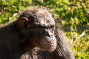 Chimpanzee (Pan troglodytes) in South Africa