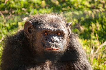 Chimpanzee (Pan troglodytes) in South Africa